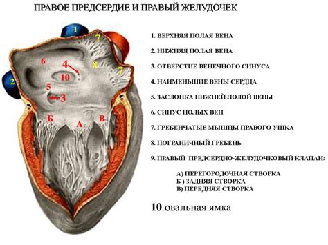 Генетическая предрасположенность к тонкой стенке сердца