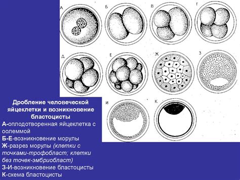 Генетические механизмы, ответственные за локализацию эмбриональных структур