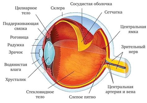 Генетические особенности влияют на форму глаза