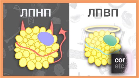 Генетические предрасположенности и повышенные уровни ЛПВП