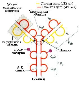 Генетические причины повышенных иммуноглобулинов