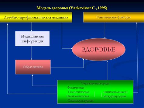 Генетические факторы и их влияние на форму тела