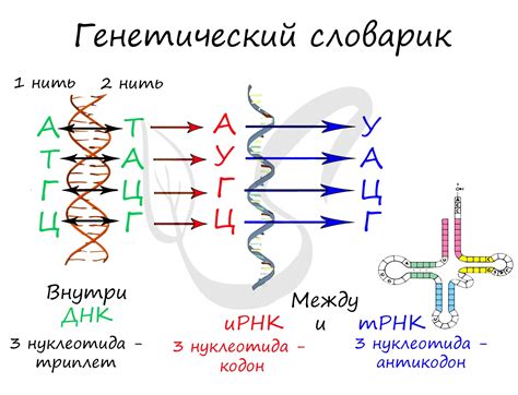 Генетический код: основные его элементы и принципы
