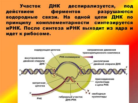 Генетический код и его значение