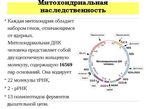 Генетический потенциал эмбрионов отличников