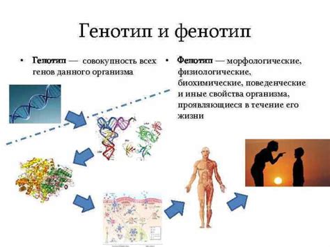 Генотип ст и его связь с лактазной недостаточностью