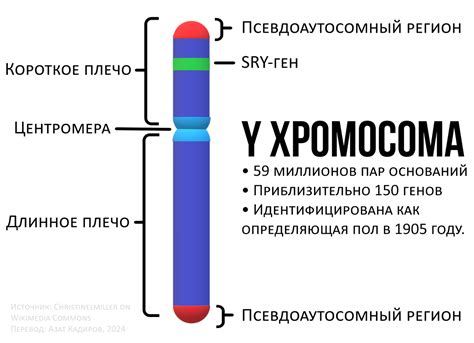 Ген sry и его роль в определении пола