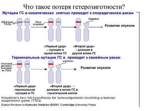 Гетерозиготная мутация в гене: что это такое?