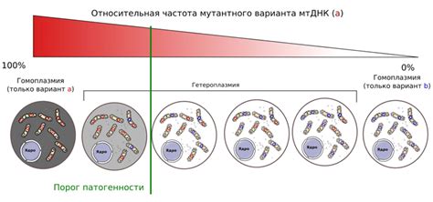 Гетероплазмия: что это и как проявляется - подробная информация