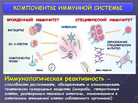 Гиалуронидаза и иммунная система