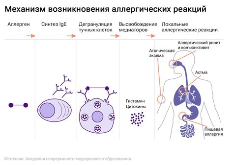 Гигиеничность и снижение риска возникновения аллергических реакций