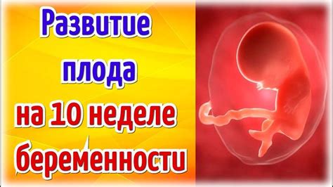 Гипоплазия амниона на 7 неделе: причины и воздействие на развитие плода