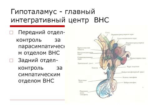 Гипоталамус: контроль за соном и бодрствованием