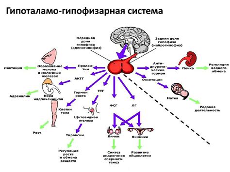 Гипоталамус: роль и функции в организме