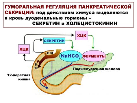 Гипотрофия панкреатической клетчатки