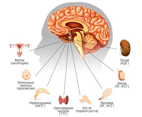 Гипофиз: заболевания и последствия