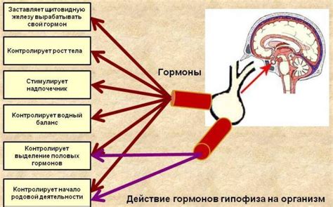 Гипофиз: что это такое и как оно влияет на организм