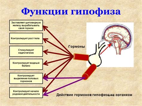 Гипофиз головного мозга: базовая информация