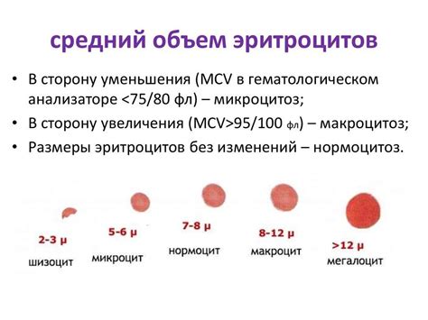 Гипохромия и микроцитоз: понятие и отличие