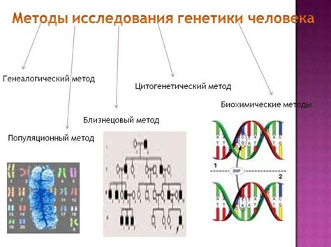 Главное значение качественной генетики для человека