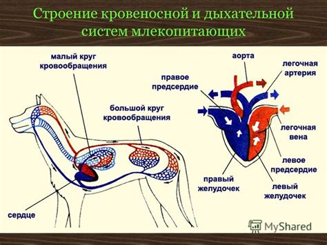 Главные млечные протоки: значимость и структура