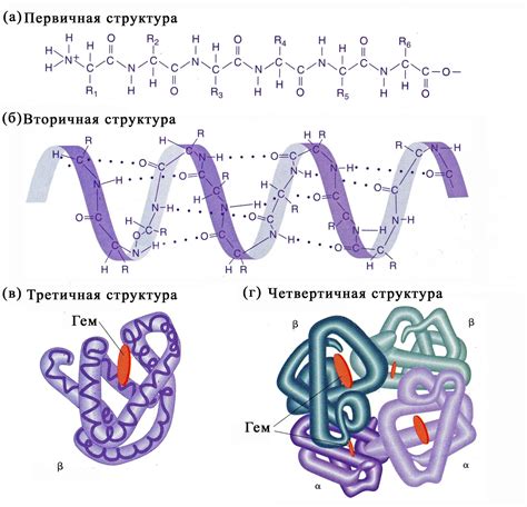 Главные типы вторичной структуры белка: