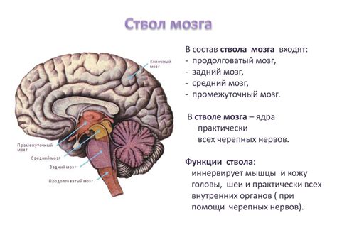 Гладкоствольный ствол: что это такое и какие у него особенности?