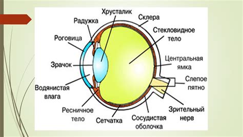 Глазное яблоко: отличительные особенности и структура