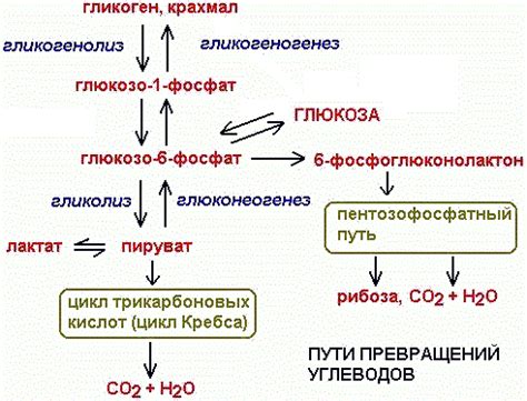 Гликогенез: образование гликогена из глюкозы