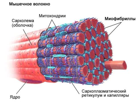 Гликоген в мышцах: основные аспекты его роли в спортивных результатах