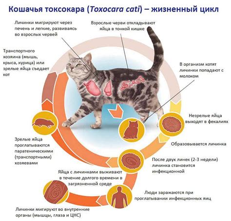 Глисты у котенка: как предотвратить заражение