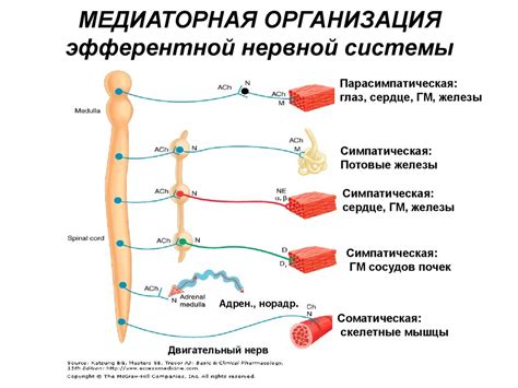 Глицерин жидкий: механизм действия на нервную систему