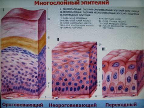 Глубокие слои плоского эпителия: роль и значимость