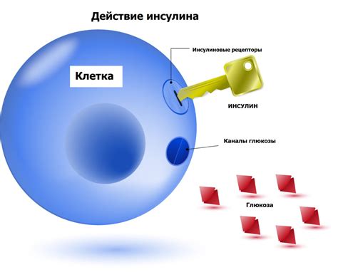 Глюкоза и инсулин: краткий обзор