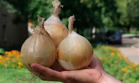 Гнилой лук во сне и психология