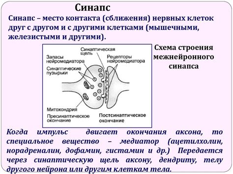 Голоядерные стромальные элементы: суть и функционирование