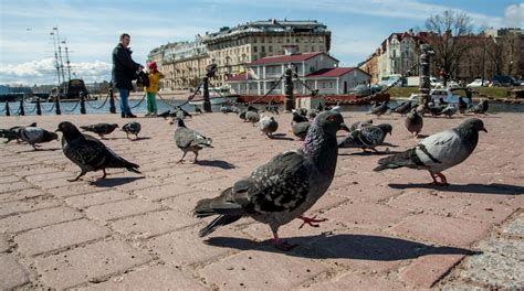 Голуби и путешествия