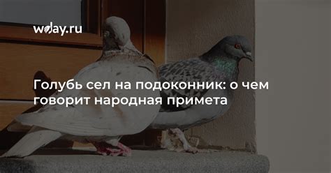 Голубь сел на форточку - что это может значить?