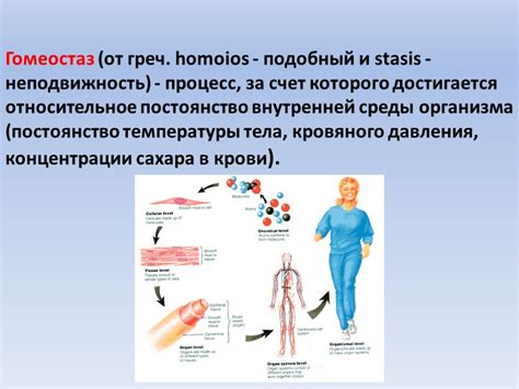 Гомеостаз: что это такое?