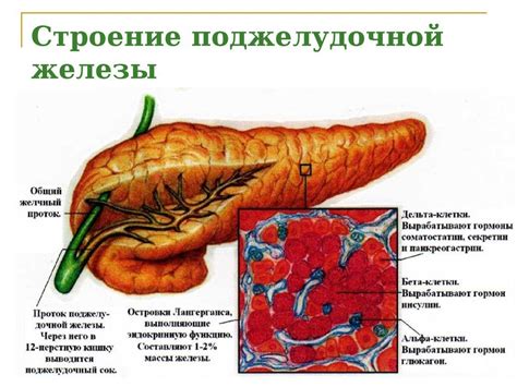 Гомогенная структура поджелудочной железы: особенности и влияние на здоровье