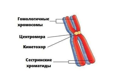 Гомологичные хромосомы: структура и функции