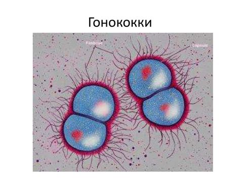 Гонококки Нейссера: Опасная инфекция, вызывающая заболевания