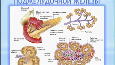 Гормональные функции поджелудочной железы с мелкозернистой структурой
