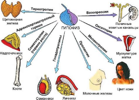 Гормоны в организме человека