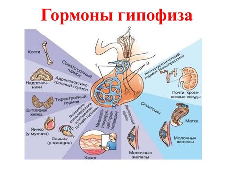 Гормоны гипофиза и их роль в организме