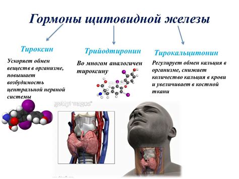 Гормоны щитовидной железы и их роль в связи с мужским здоровьем