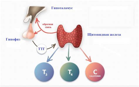 Гормон ТПО и его влияние на работу щитовидной железы