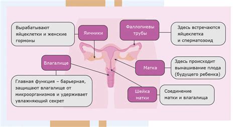 Гормон ТПО и его связь с репродуктивной функцией у женщин