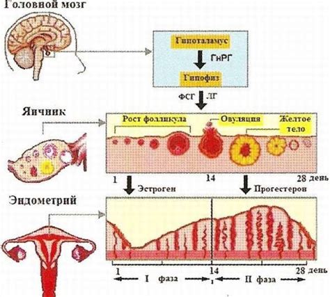 Гормон ингибин и регуляция менструального цикла