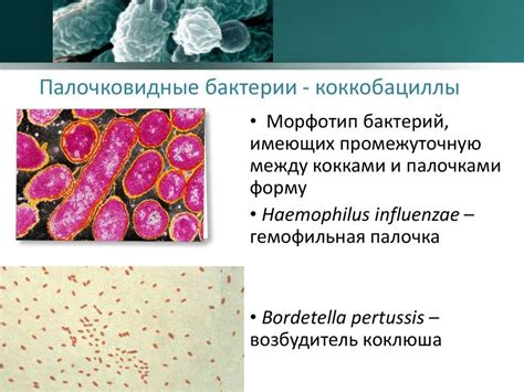 Грамвариабельные коккобациллы